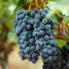 夏黑葡萄 商品缩略图4