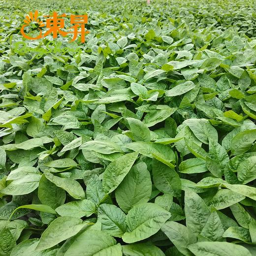 东升农场 青苋菜苗 汉菜苗 青香苋 供港蔬菜新鲜配送 300g