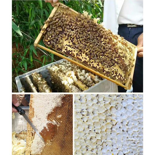 贡宝林土蜂蜜 中华土蜂无添加无污染 500g/瓶 商品图2