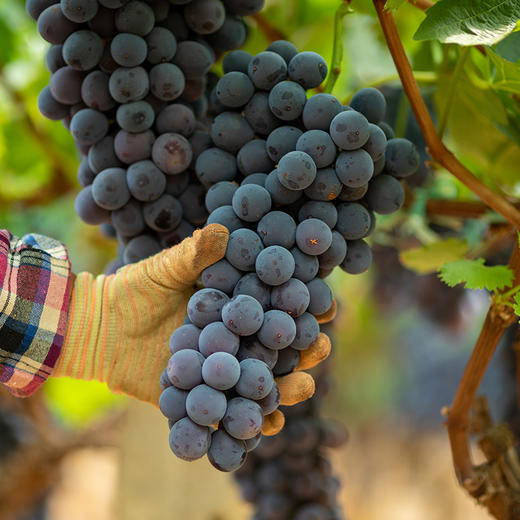 夏黑葡萄 商品图5