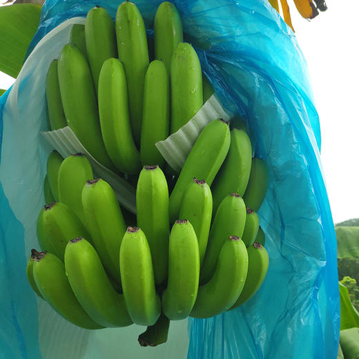 云南威廉斯香蕉，高山种植，香甜软糯~ 商品图5