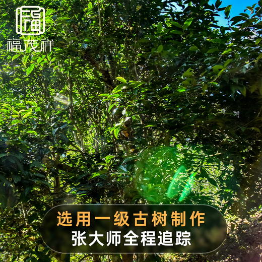 【凤凰窝】2021年春茶普洱茶生茶云南古茶茶饼357g*5饼 商品图1