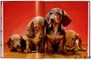 Walter Chandoha. Dogs. Photographs 1941–1991/沃尔特·钱多哈 狗 1941–1991年的摄影 / Taschen 原版摄影集 商品缩略图3