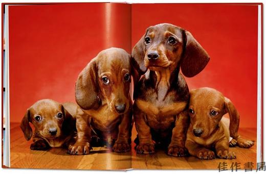 Walter Chandoha. Dogs. Photographs 1941–1991/沃尔特·钱多哈 狗 1941–1991年的摄影 / Taschen 原版摄影集 商品图3