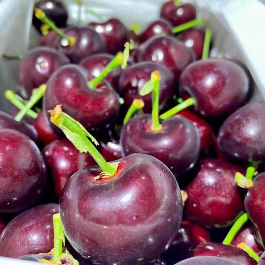 吉塞拉 大樱桃 商品图11