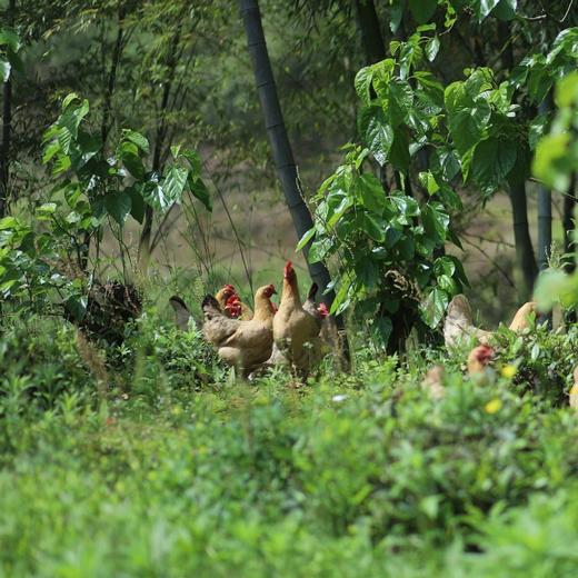 【山林散养母鸡】黄山深山散养，饮山泉.吃野果虫子等，鸡龄:一年半以上，3斤3两左右，默认对切，如需整鸡请备注(免费清理好.真空包装.顺丰冷鲜配送） 商品图1