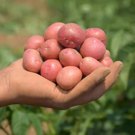 大理洱源红皮土豆 商品图3