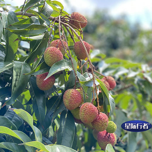 妃子笑荔枝 商品图1