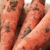 【蔬】新鲜带泥胡萝卜 一根约350g 商品缩略图2