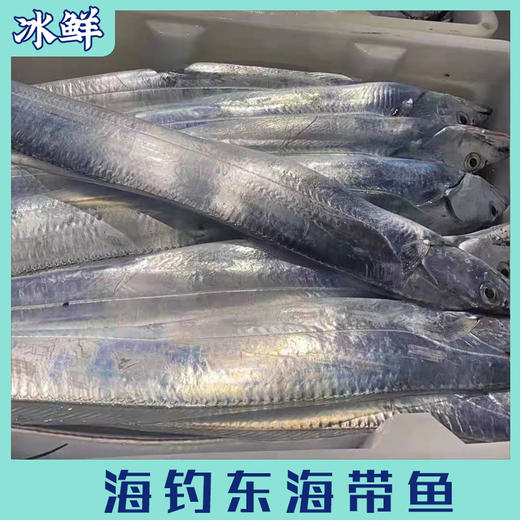 海钓东海带鱼（纯手钓当日钓） 商品图4