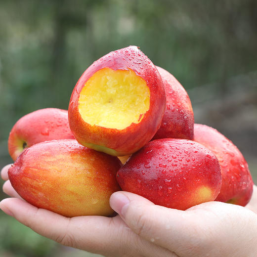 阅农红皮黄肉红油桃爽脆紧致鲜嫩可口香甜多汁
