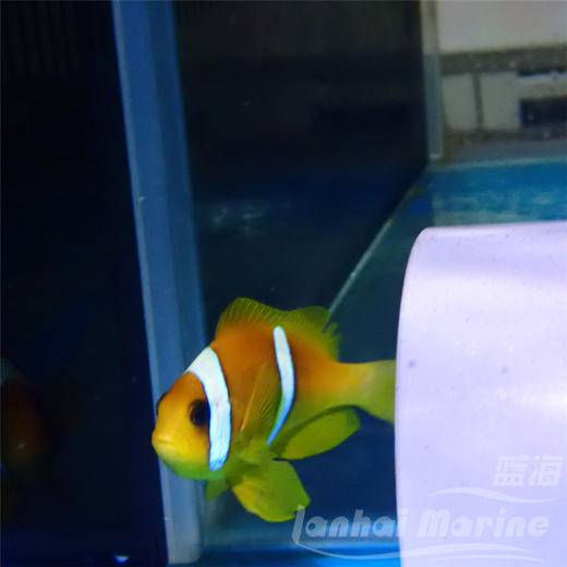 红海金双带小丑 商品图4