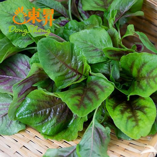 东升农场 红苋菜苗 汉菜苗 供港蔬菜新鲜配送 300g