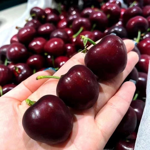 吉塞拉 大樱桃 商品图12