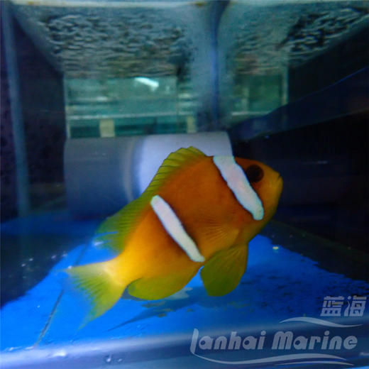 红海金双带小丑 商品图6