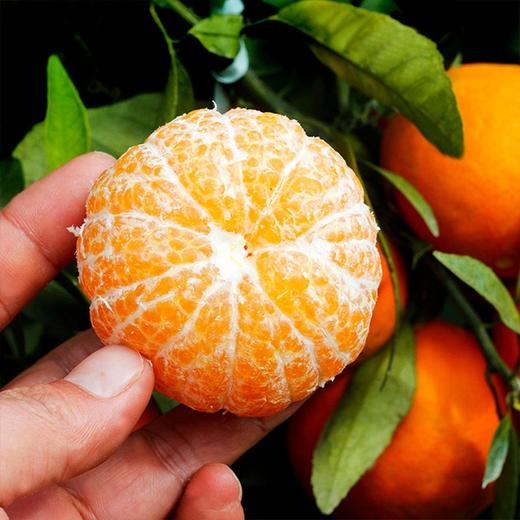 【云南高原无籽沃柑】5斤/箱，爆甜多汁 风味浓郁 商品图4