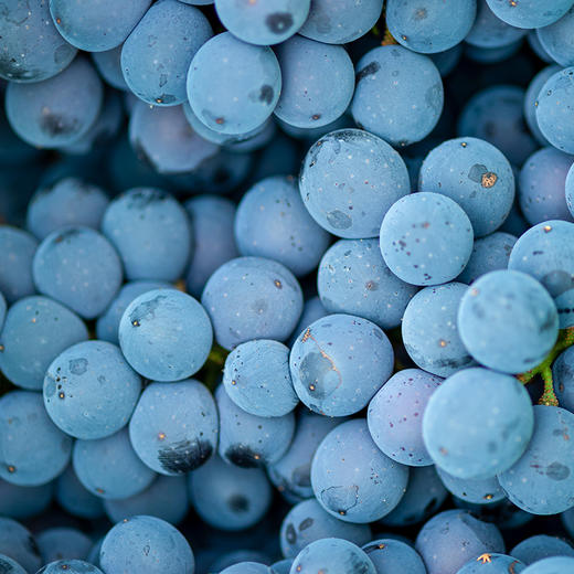 夏黑葡萄 商品图2