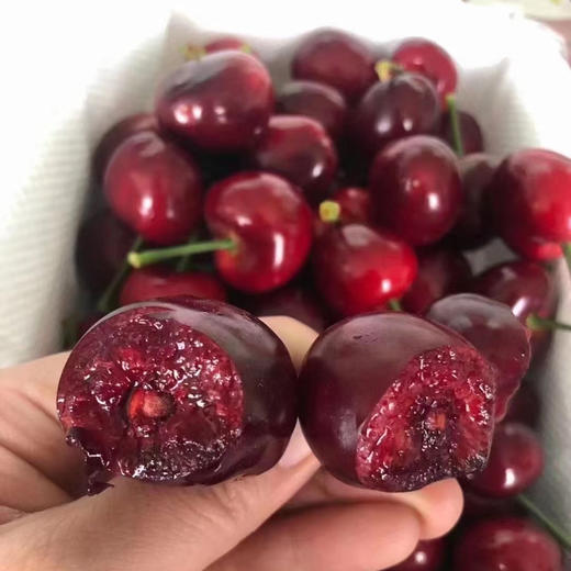 吉塞拉 大樱桃 商品图9