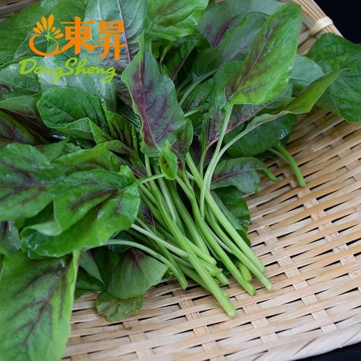 东升农场 红苋菜苗 汉菜苗 供港蔬菜新鲜配送 300g