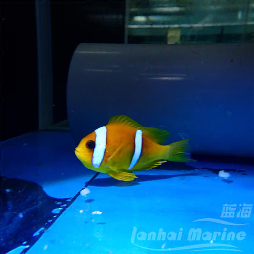 红海金双带小丑 商品图1