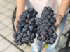 建水夏黑葡萄3斤装 商品缩略图0