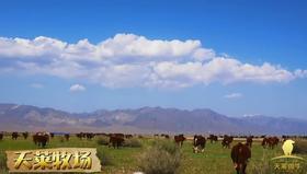 V5会员可参加牧场游抽奖