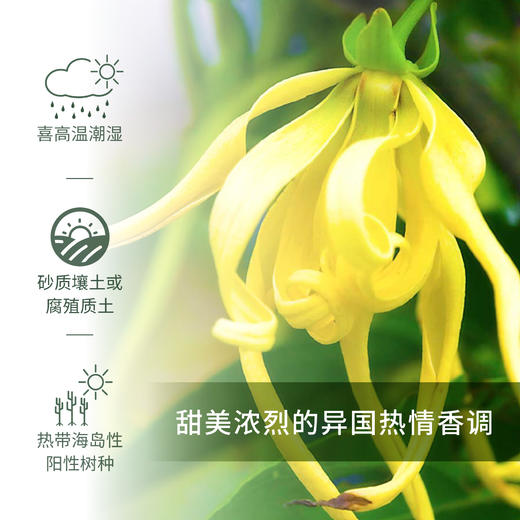 完全依兰 Ylang 单方精油 5ml梵溪花园 商品图1