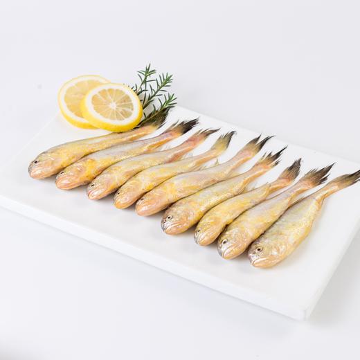 【梅童鱼·整条】至鲜梅童鱼300g9-10条  深海袖珍“金条”  产量稀有 商品图1