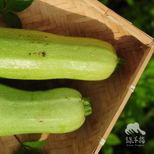 生态西葫芦 | 合作生产* Eco-Squash | Co-produced 商品图1