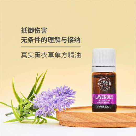 真实薰衣草 Lavender 单方精油5ml梵溪花园 商品图0