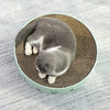 【宠物用品】	 喵仙儿  仙人掌猫抓板窝 圆形瓦楞纸盆 商品缩略图2