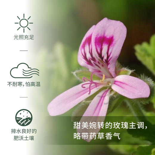 波旁天竺葵 Geranium 单方精油 5ml梵溪花园 商品图1