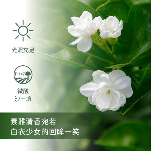 圣巴克茉莉 Jasmine Sambac 单方精油5ml梵溪花园 商品图1