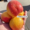 福利爆款~【云南野生大杏】2.5斤/5斤箱，空运直达 商品缩略图0