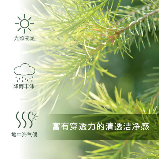 澳洲茶树 Tea Tree单方精油 5ml 商品图1