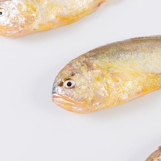 【梅童鱼·整条】至鲜梅童鱼300g9-10条  深海袖珍“金条”  产量稀有 商品图2