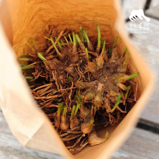 种苗·韭菜 | 绿家自产 * Chives seeding | Self-produced 商品图3