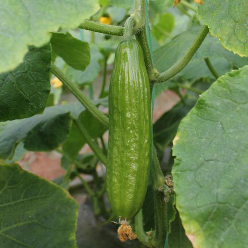 水果小黄瓜（清甜可口） 商品图4