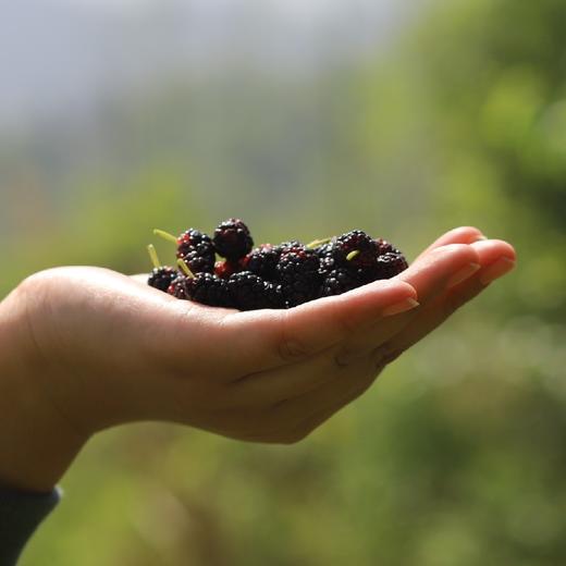 【桑葚干】（买3送1，均价66） 商品图1