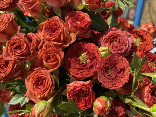 多头玫瑰·巧克力泡泡 商品图1