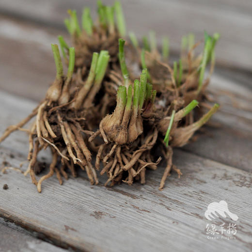 种苗·韭菜 | 绿家自产 * Chives seeding | Self-produced 商品图2