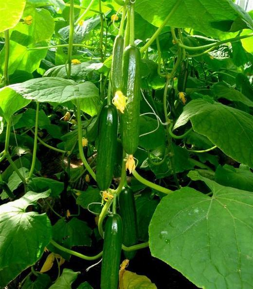 水果小黄瓜（清甜可口） 商品图3