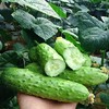 水果小黄瓜（清甜可口） 商品缩略图2
