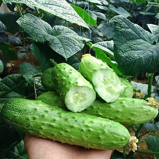 水果小黄瓜（清甜可口） 商品图2