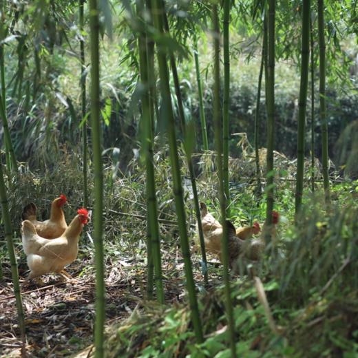 【山林散养土鸡蛋】山林散养母鸡/饮山泉/自由觅食/开心生蛋 （不是养殖，产量少，生蛋随机个头不一，蛋黄颜色也不尽相同，介意的勿拍，不售后）不足够信任请勿拍 商品图4