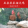 瓦房店许屯农家散养大公鸡/母鸡溜达鸡/大鹅，粮食喂养，味道就是好，多年好口碑，放心买！邮速达辽宁省内包邮 商品缩略图0