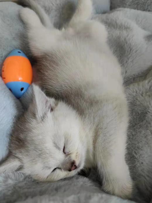 小明单独测试=--定 商品图0