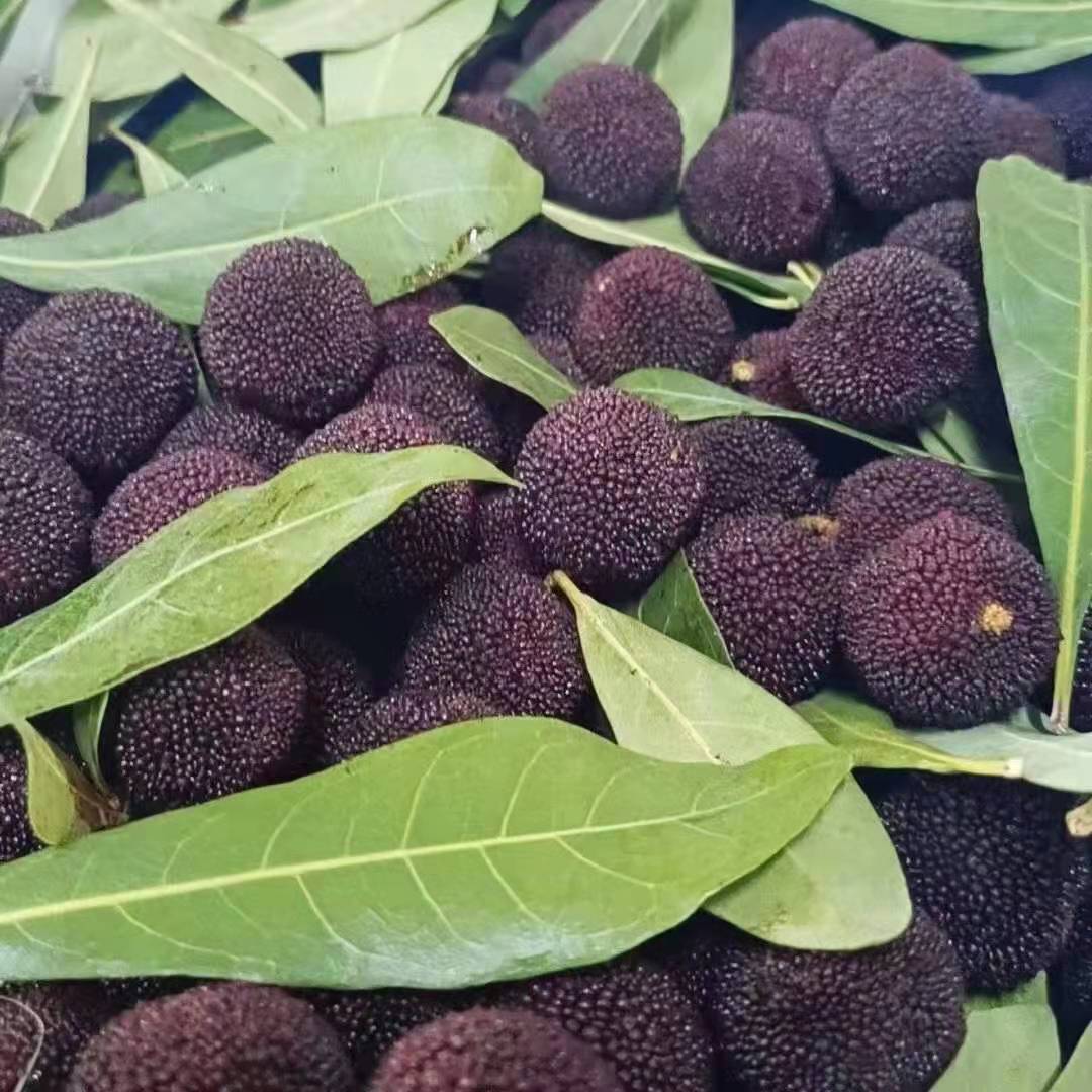 云南空运高山黑炭杨梅4斤装颗颗甄选锁住枝头每一口鲜甜酸甜可口