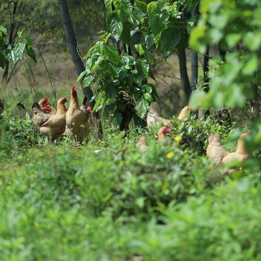【山林散养土鸡蛋】山林散养母鸡/饮山泉/自由觅食/开心生蛋 （不是养殖，产量少，生蛋随机个头不一，蛋黄颜色也不尽相同，介意的勿拍，不售后）不足够信任请勿拍 商品图8