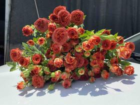 多头玫瑰·巧克力泡泡